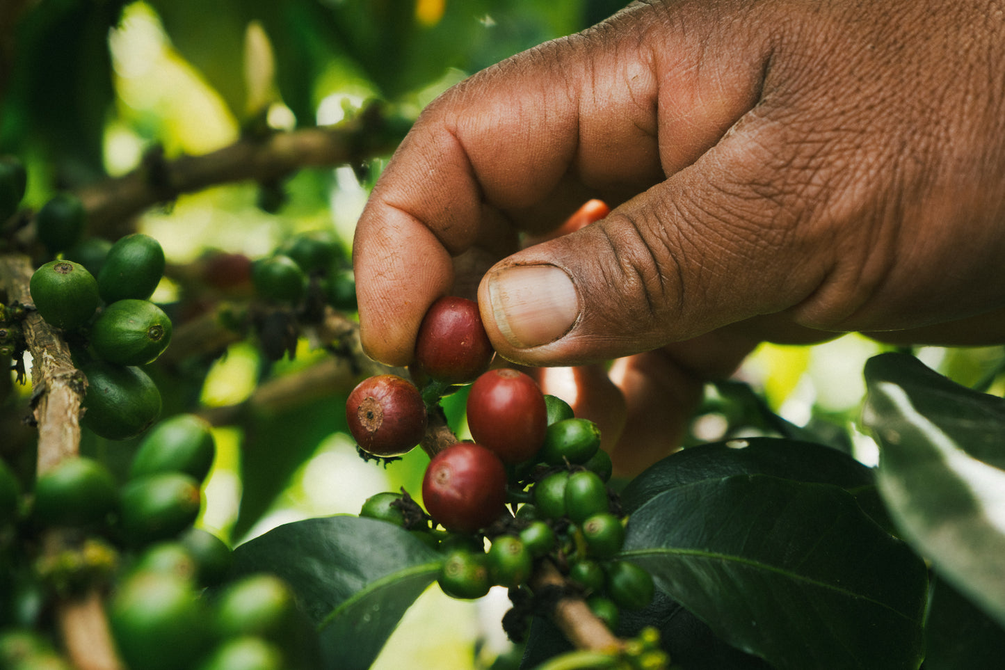 Toucan Series 2.0 │ Colombia Pompeya Geisha Washed