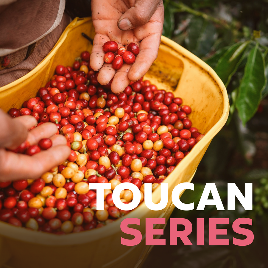 Toucan Series ⎸ Colombia Development Lot